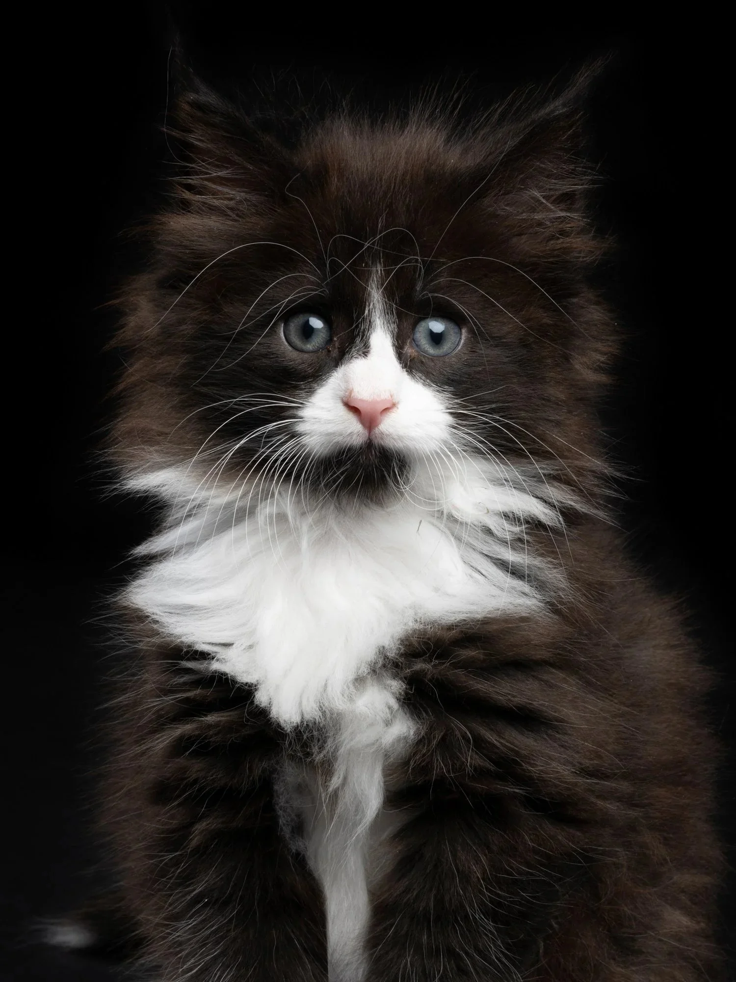 Fluffy tuxedo kitten with blue eyes looking straight ahead on a black background.